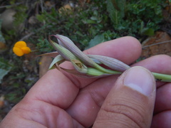(c) Duarte Frade, some rights reserved (CC BY) Serapias parviflora, photograph (c) Duarte Frade, some rights reserved (CC BY)