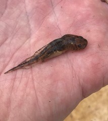 Ambystoma tigrinum