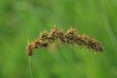 Carex laevissima