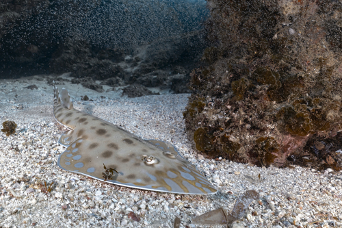 Greyspot guitarfish (Acroteriobatus leucospilus) — Rhinobatidae — 4