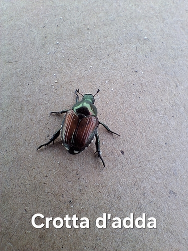 Japanese Beetle
