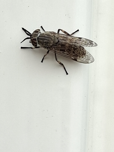 Notch-horned Cleg