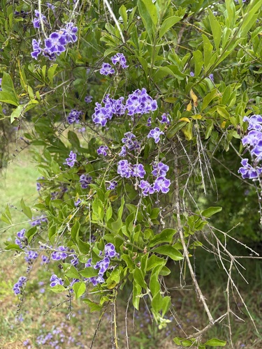 Duranta erecta observed 2026-06-03