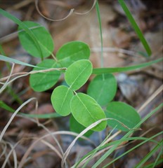Desmodium tweedyi