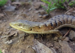 Southern Alligator Lizard photo 1