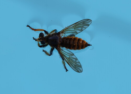 Pogonosoma maroccanum