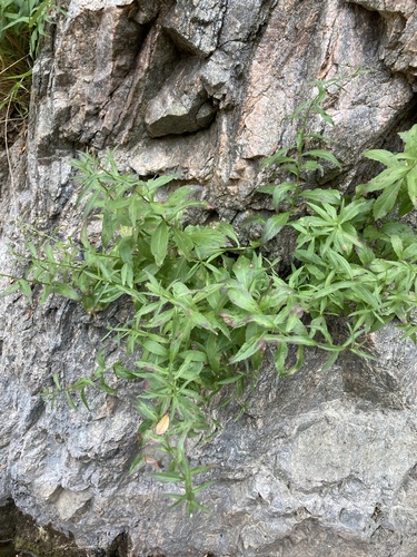 Palmerella debilis, photograph 2