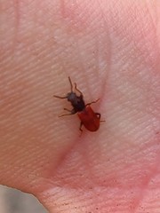 Zenodosus sanguineus