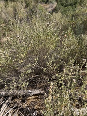Malacothamnus marrubioides, photograph (c) Adam J. Searcy, some rights reserved (CC BY)