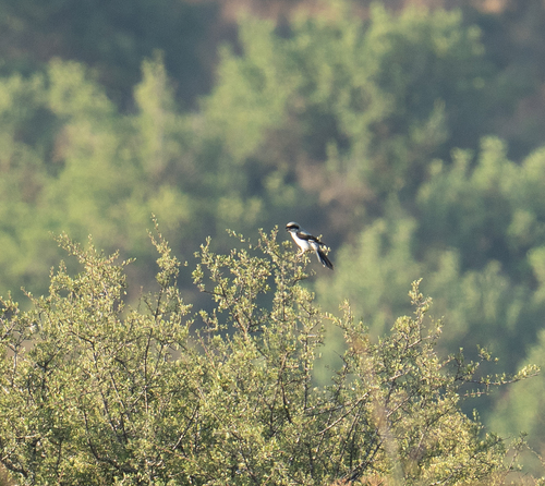 Arabian Grey Shrike