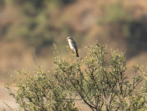 Woodchat Shrike