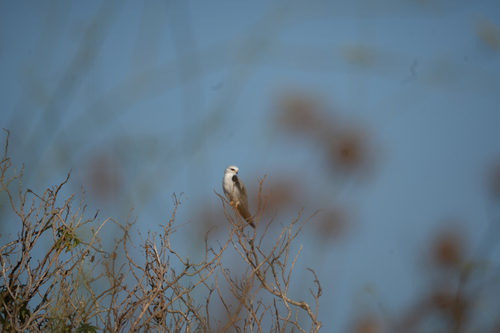 Black-winged Kite