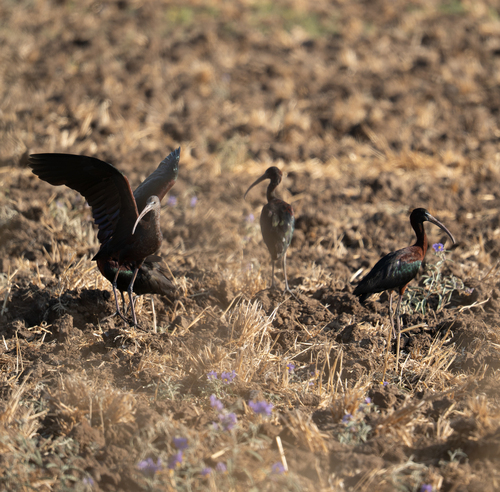 Glossy Ibis