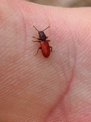 Zenodosus sanguineus