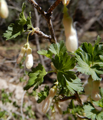 Ribes leptanthum