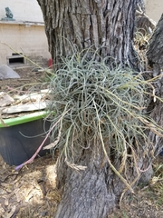 Tillandsia baileyi