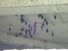 Hipposideros armiger terasensis