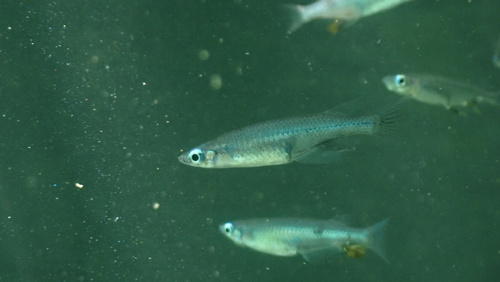Black medaka (Oryzias nigrimas) — Adrianichthyidae — 2