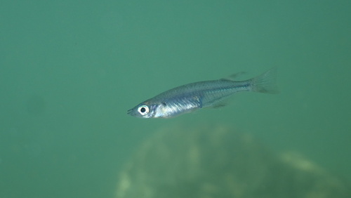 Black medaka (Oryzias nigrimas) — Adrianichthyidae