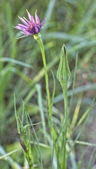 Tragopogon porrifolius