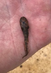 Ambystoma tigrinum