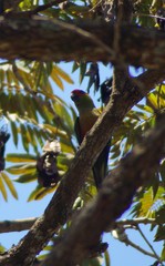 Aratinga auricapillus