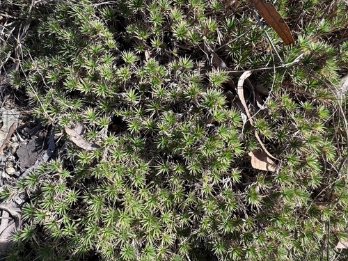 Micraira subulifolia, 2026-07-06