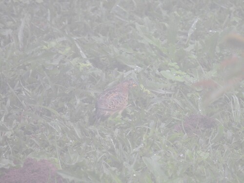 Red-backed Buttonquail (Turnix maculosus), photo 9