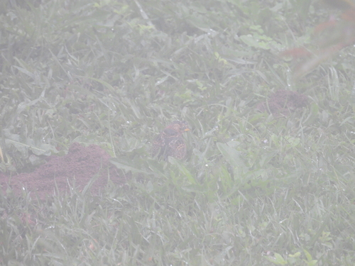 Red-backed Buttonquail (Turnix maculosus), photo 2