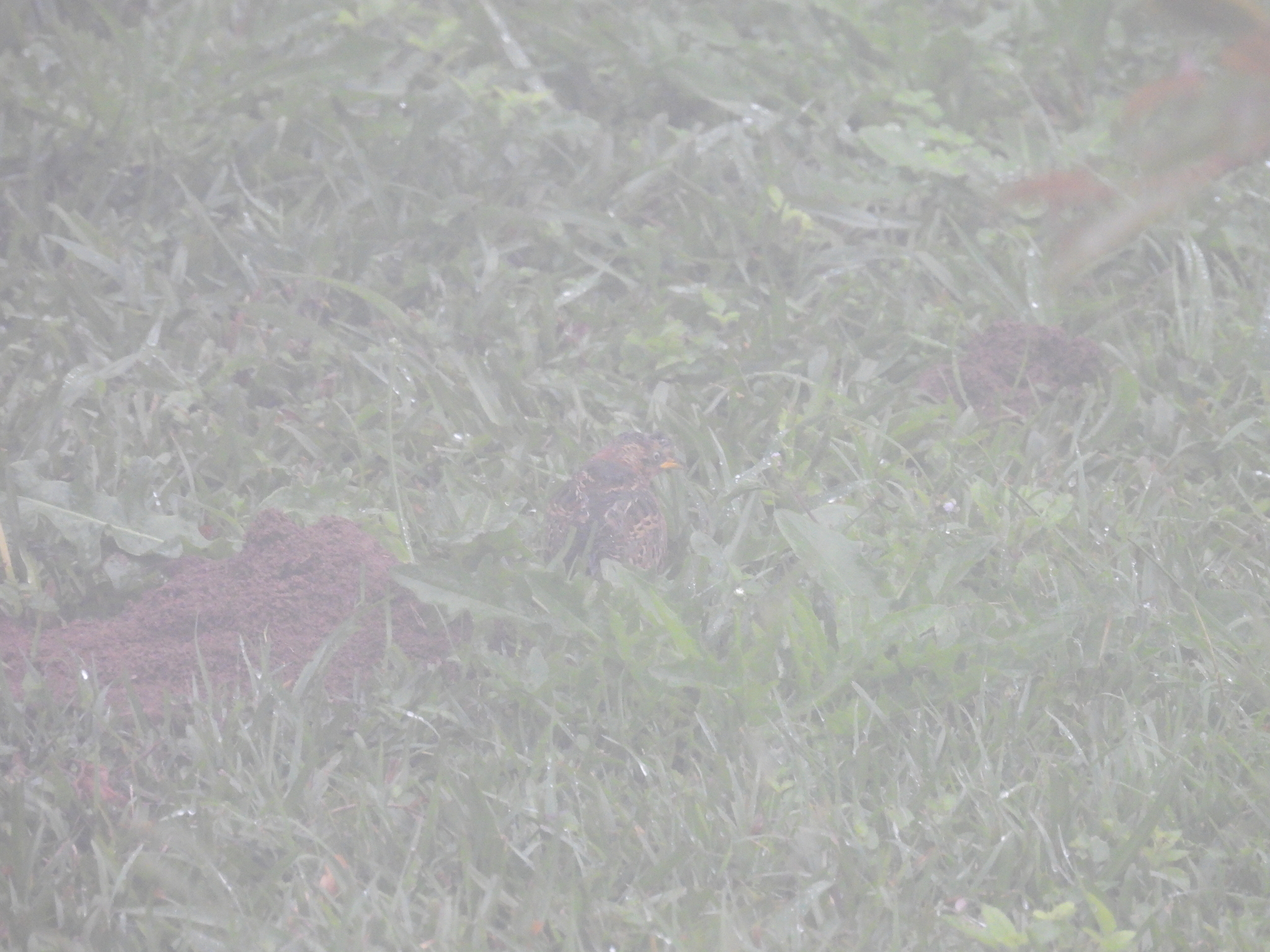 Red-backed Buttonquail (Turnix maculosus), photo 2