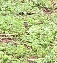 Zonotrichia leucophrys