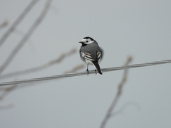 Motacilla alba