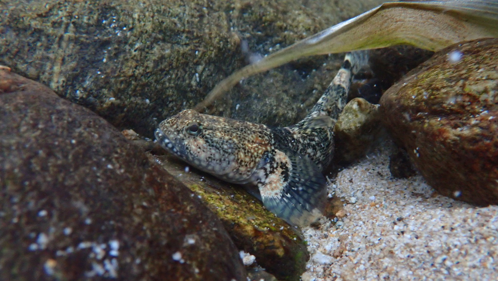 Throatspine gudgeon (Belobranchus belobranchus) — Eleotridae