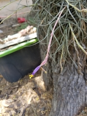 Tillandsia baileyi