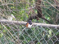 Pipilo erythrophthalmus