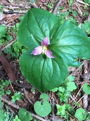 Trillium ovatum ovatum