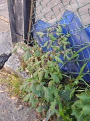 Koelreuteria paniculata