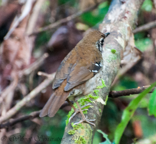 Spot-winged Thrush (Geokichla spiloptera), photo 6