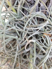Tillandsia baileyi