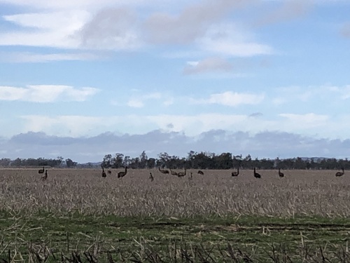 Emu