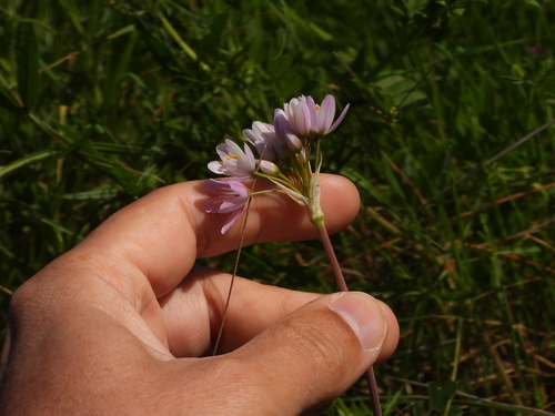 Allium roseum, photograph 6