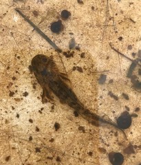 Ambystoma tigrinum