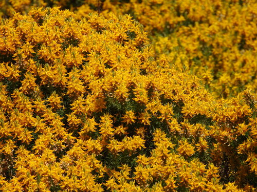 Genista hirsuta, photograph 5