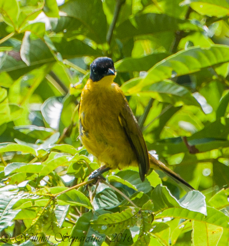Black-capped Bulbul (Rubigula melanictera), photo 3