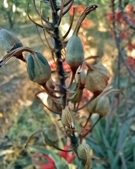 Aloe chabaudii, photograph (c) i_c_riddell, some rights reserved (CC BY)