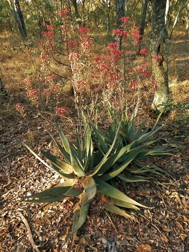 Aloe chabaudii