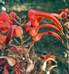 Aloe chabaudii, photograph (c) i_c_riddell, some rights reserved (CC BY)
