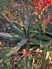 Aloe chabaudii, photograph (c) i_c_riddell, some rights reserved (CC BY)