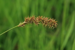 Carex laevissima