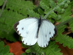 Pieris canidia canidia